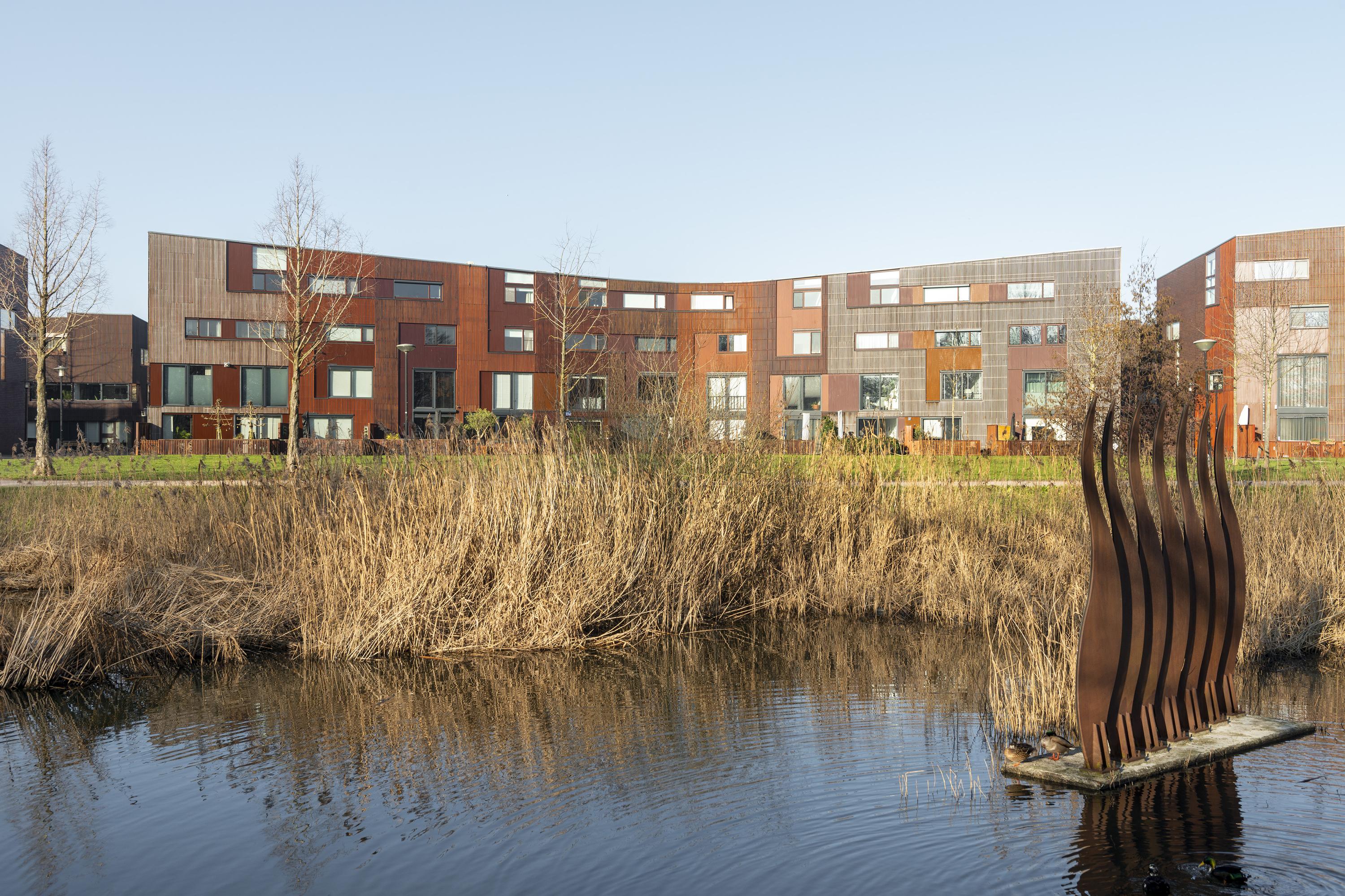 Kokardebloem 25, afbeelding 0