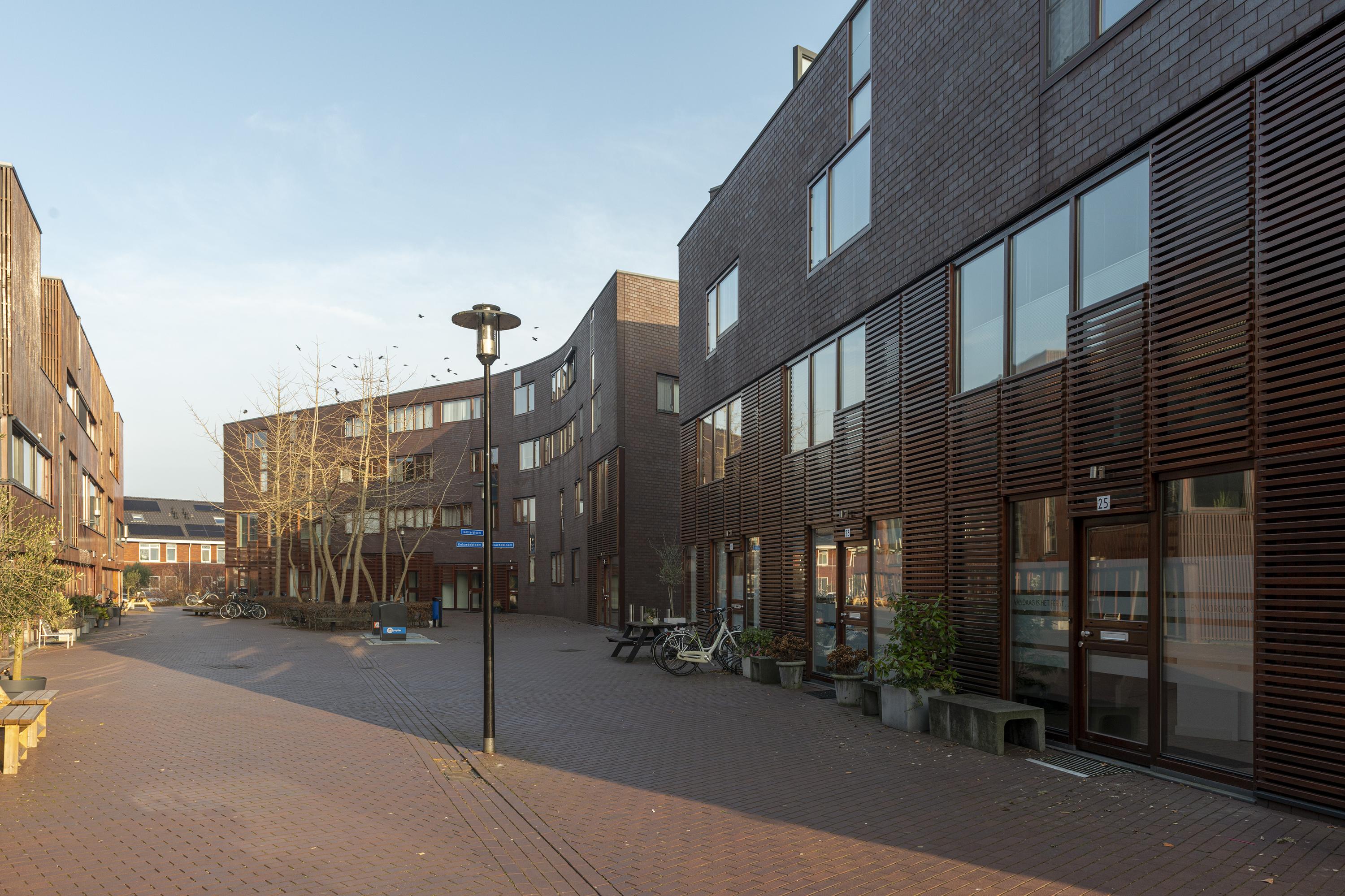 Kokardebloem 25, afbeelding 2