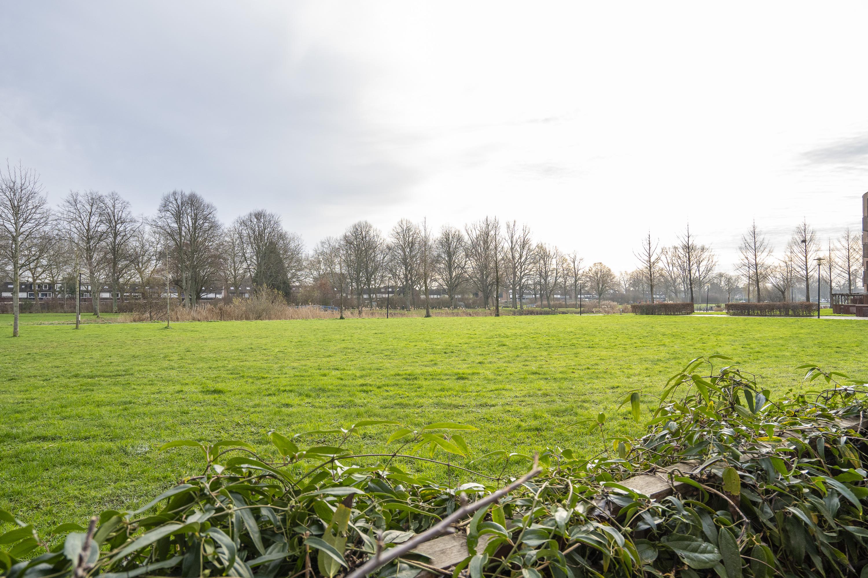 Kokardebloem 25, afbeelding 10