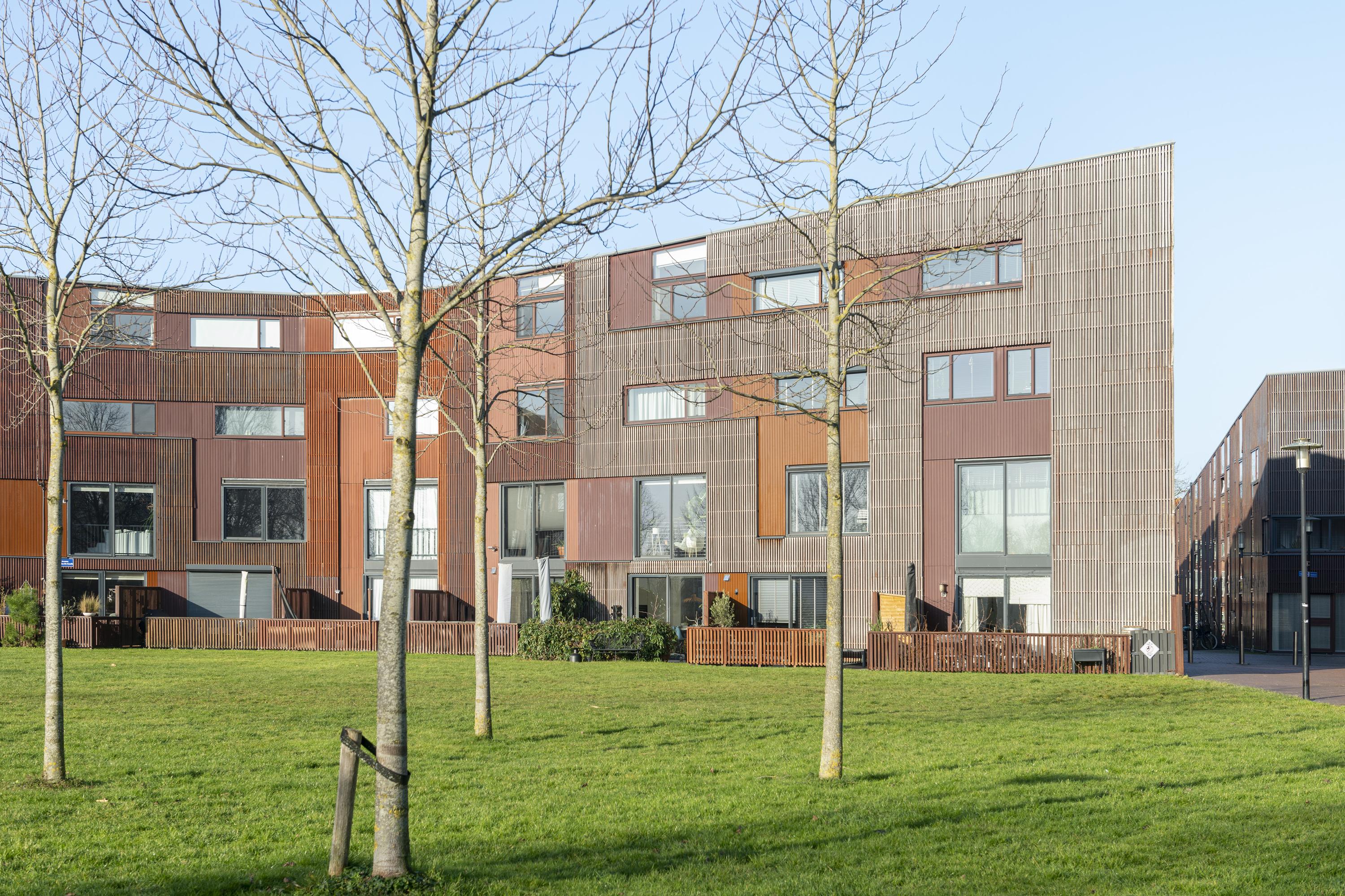 Kokardebloem 25, afbeelding 11