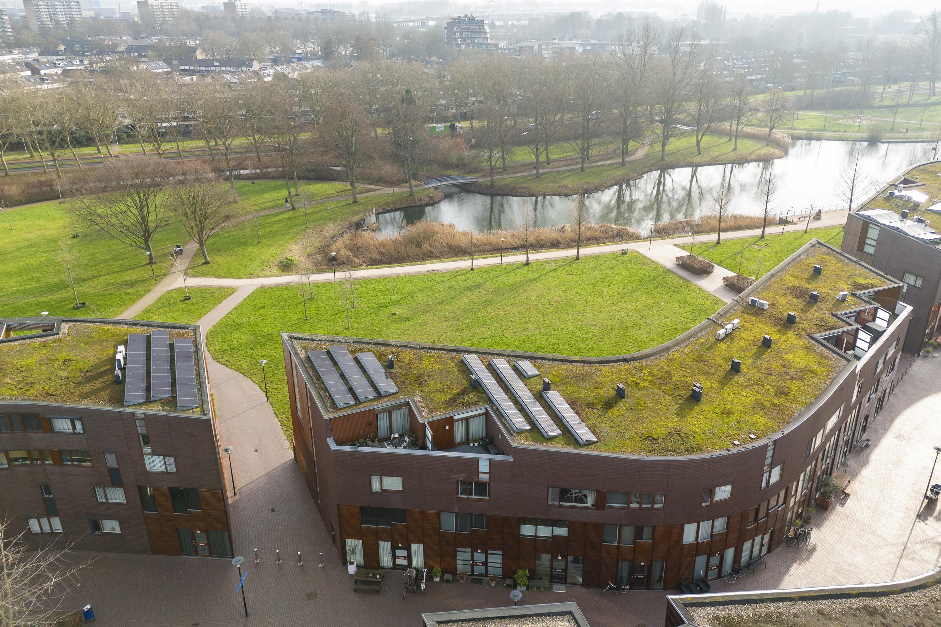 Kokardebloem 25, afbeelding 38