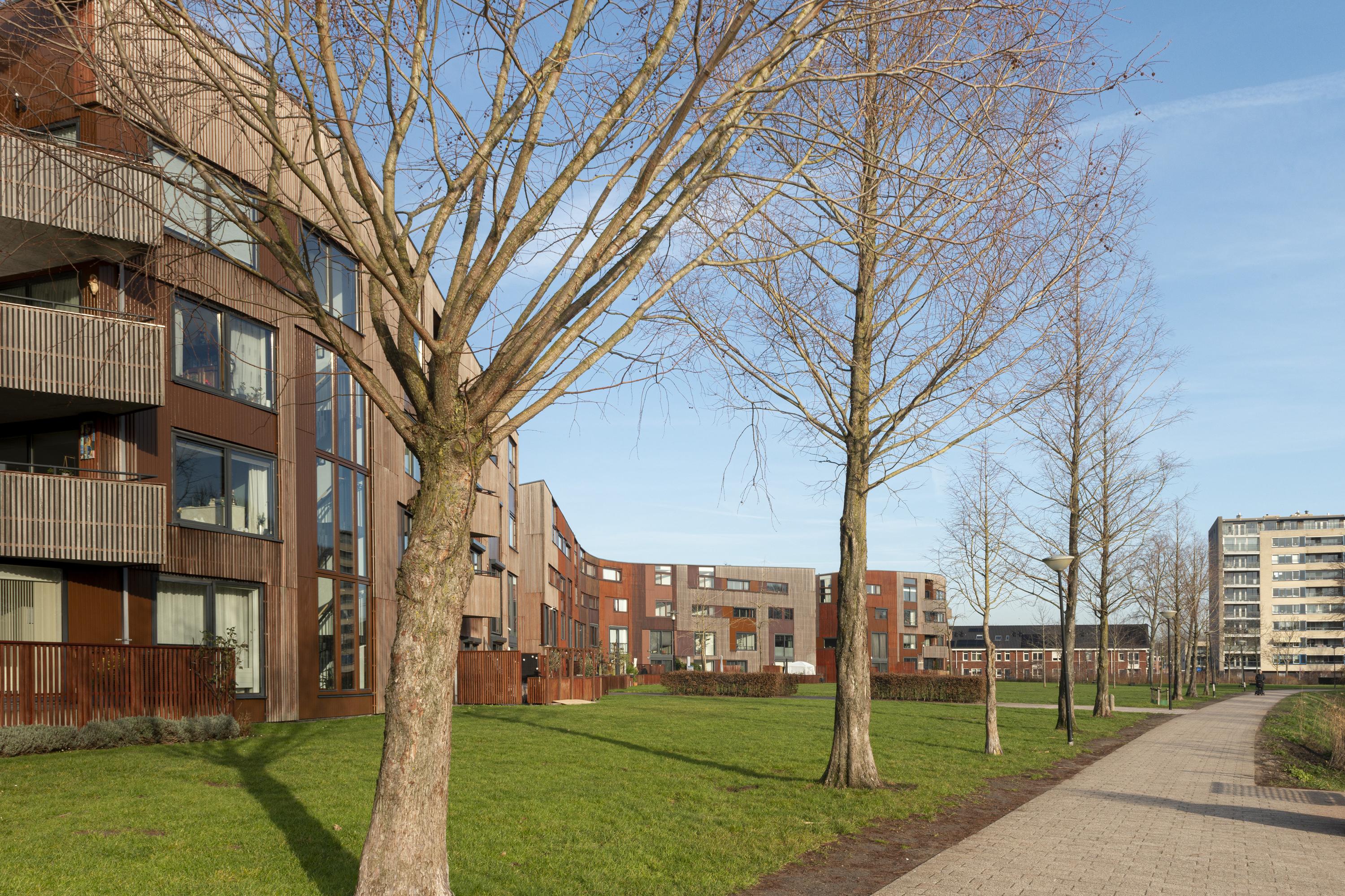 Kokardebloem 25, afbeelding 39