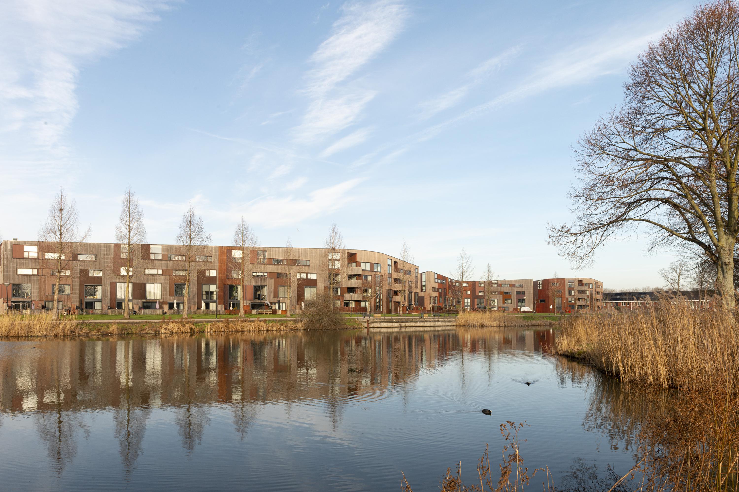 Kokardebloem 25, afbeelding 41