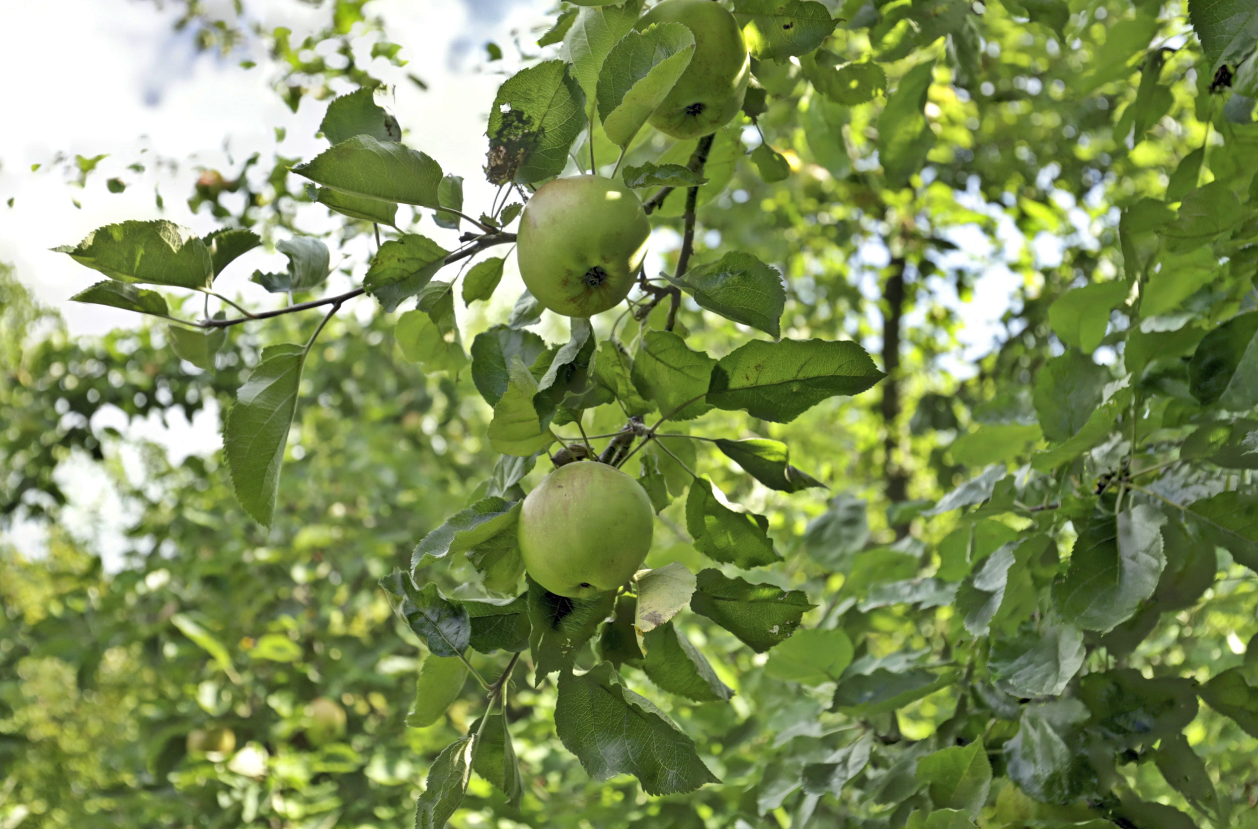 Lingedijk 82, afbeelding 63