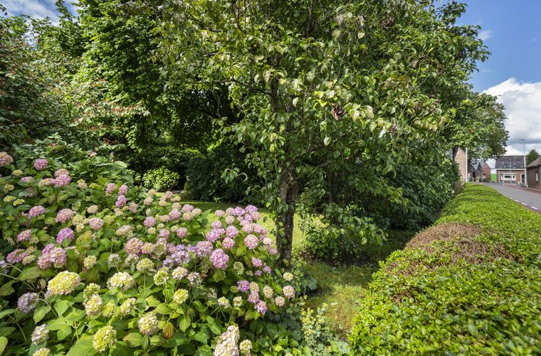 Afbeelding 50