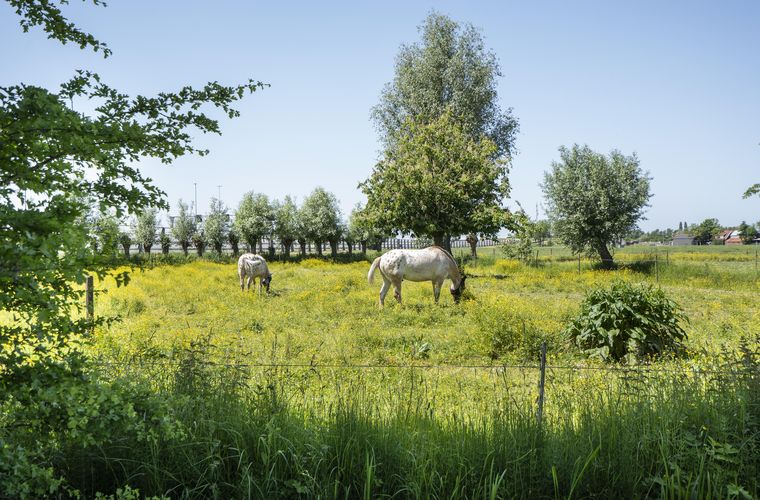 Afbeelding 80