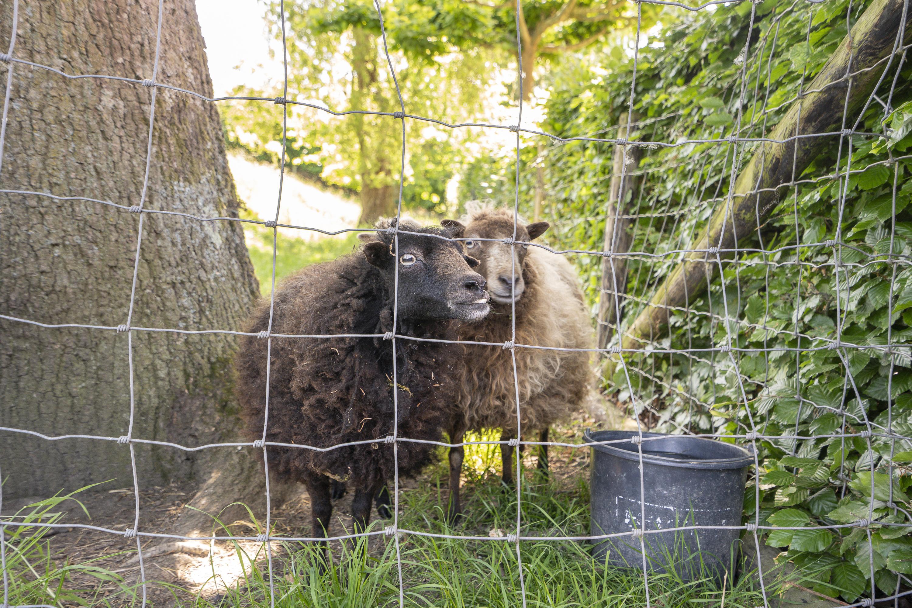 Diefdijk 7, afbeelding 10