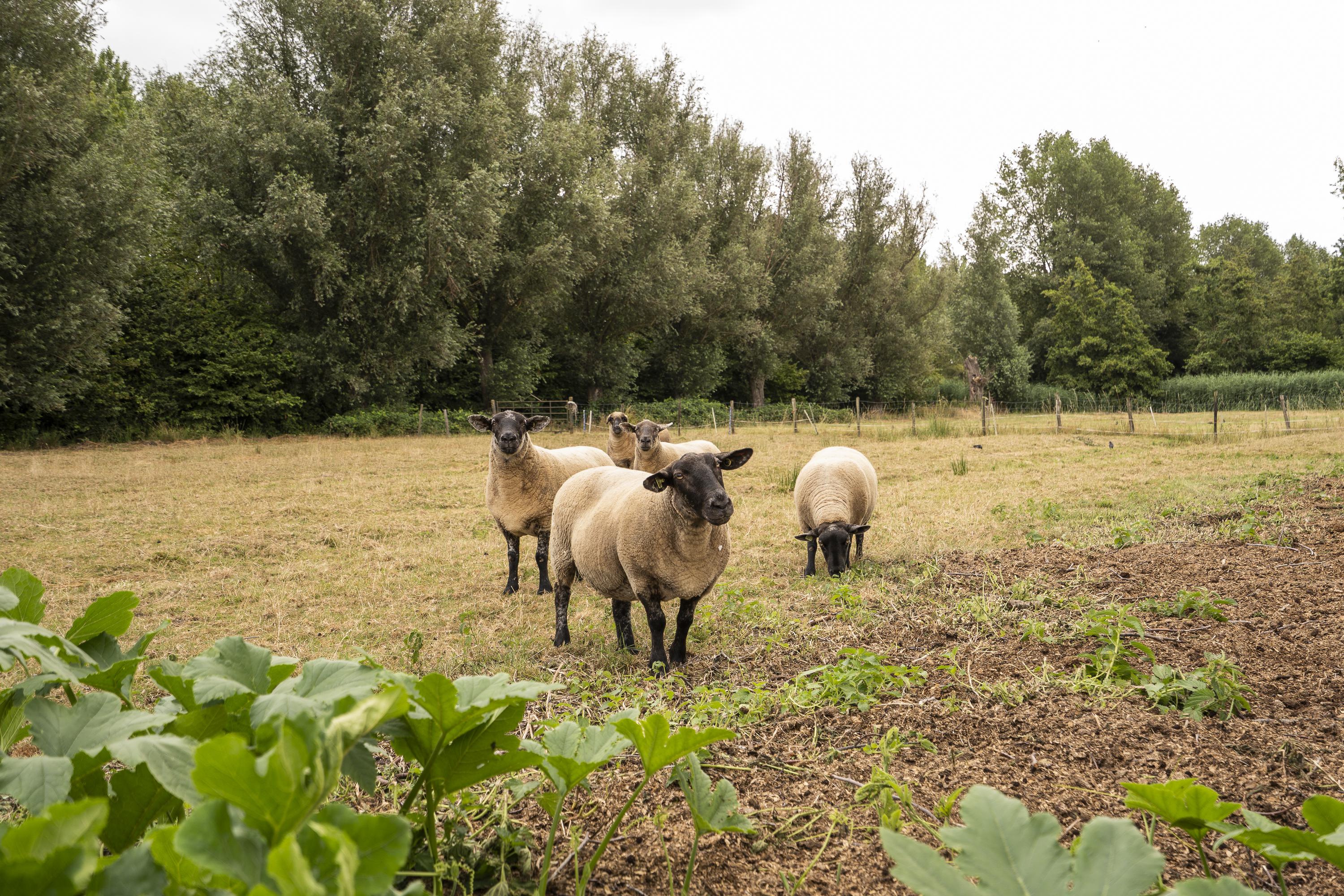 Koenderseweg 5, afbeelding 60