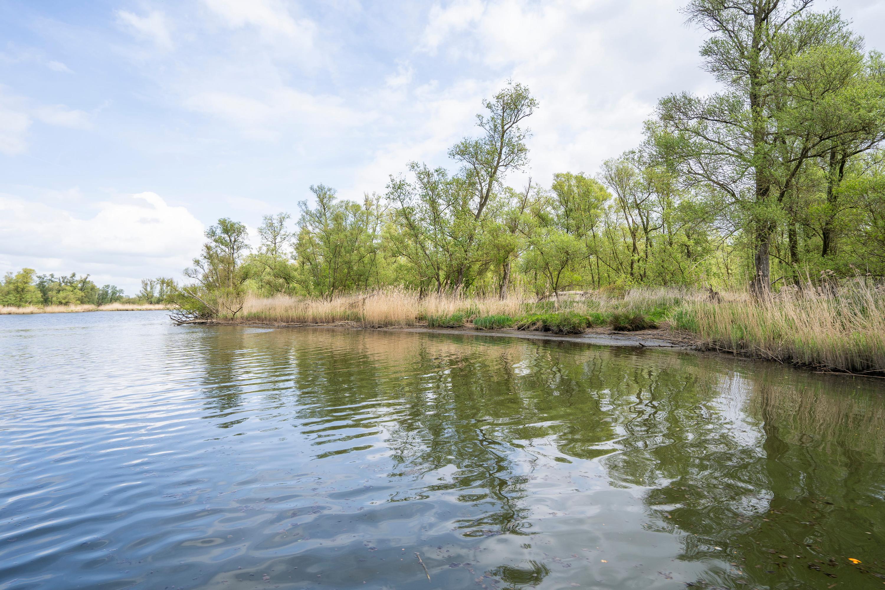 Biesbosch 30, afbeelding 60