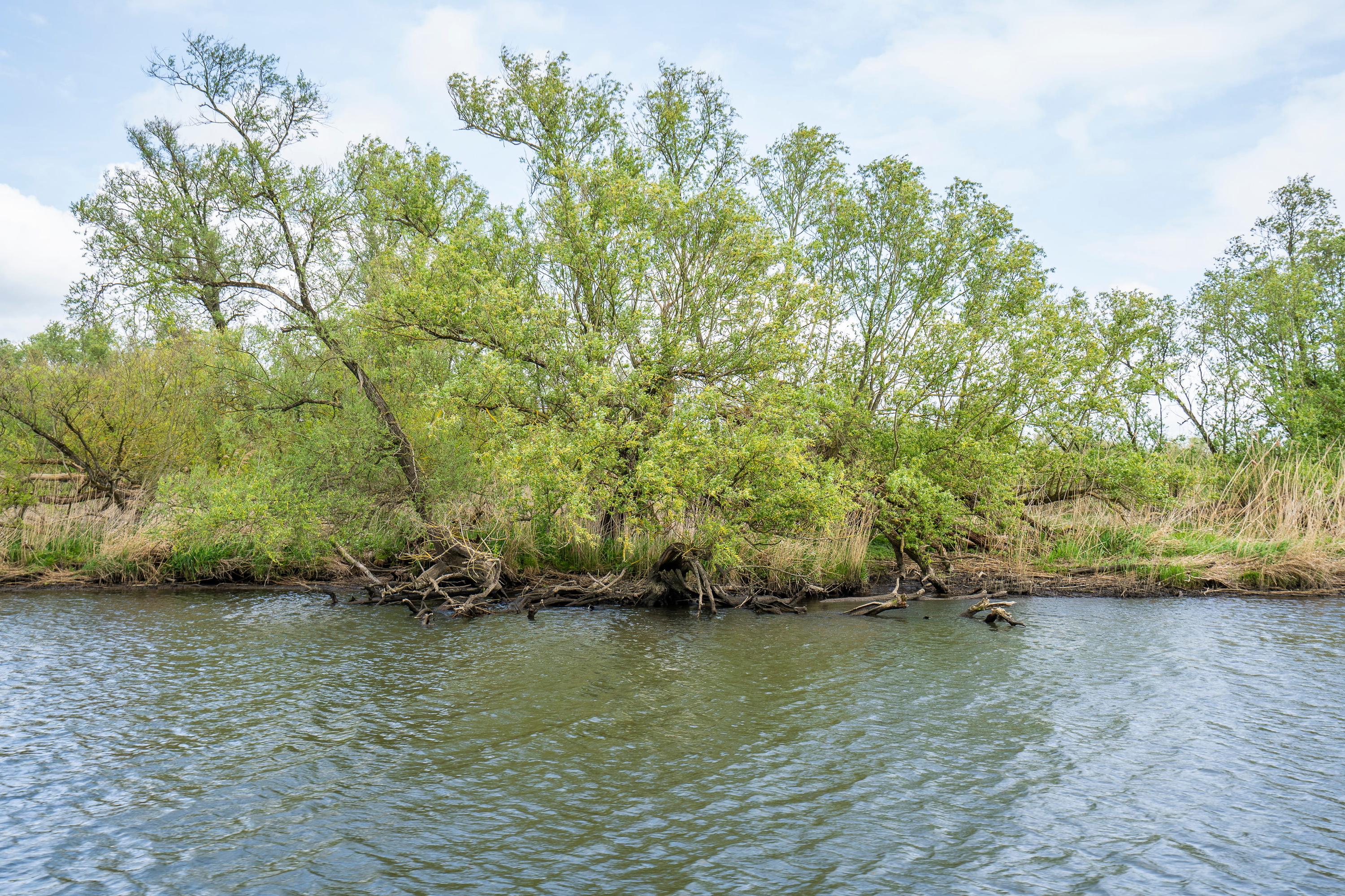 Biesbosch 30, afbeelding 62
