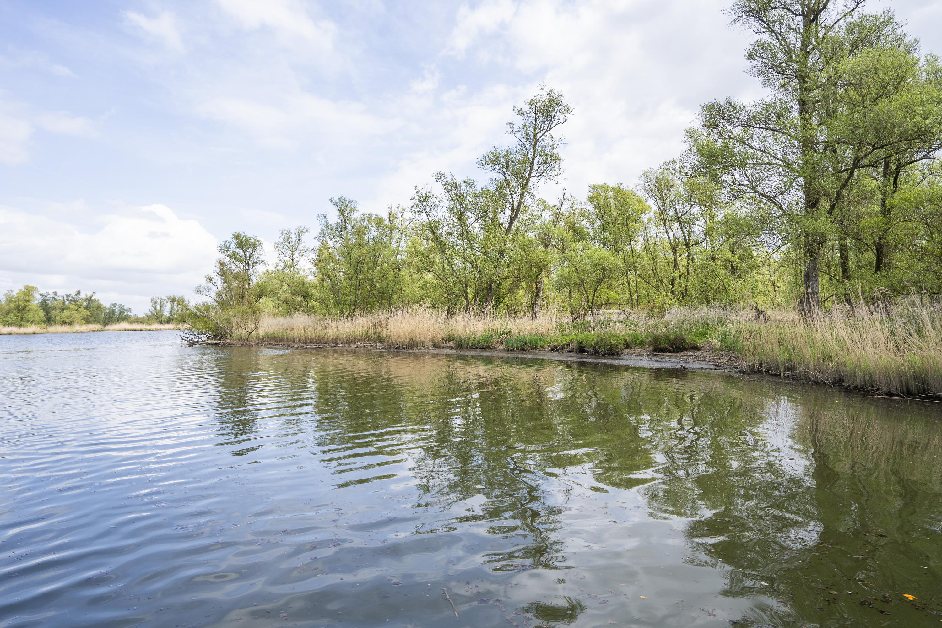Biesbosch 32, afbeelding 40