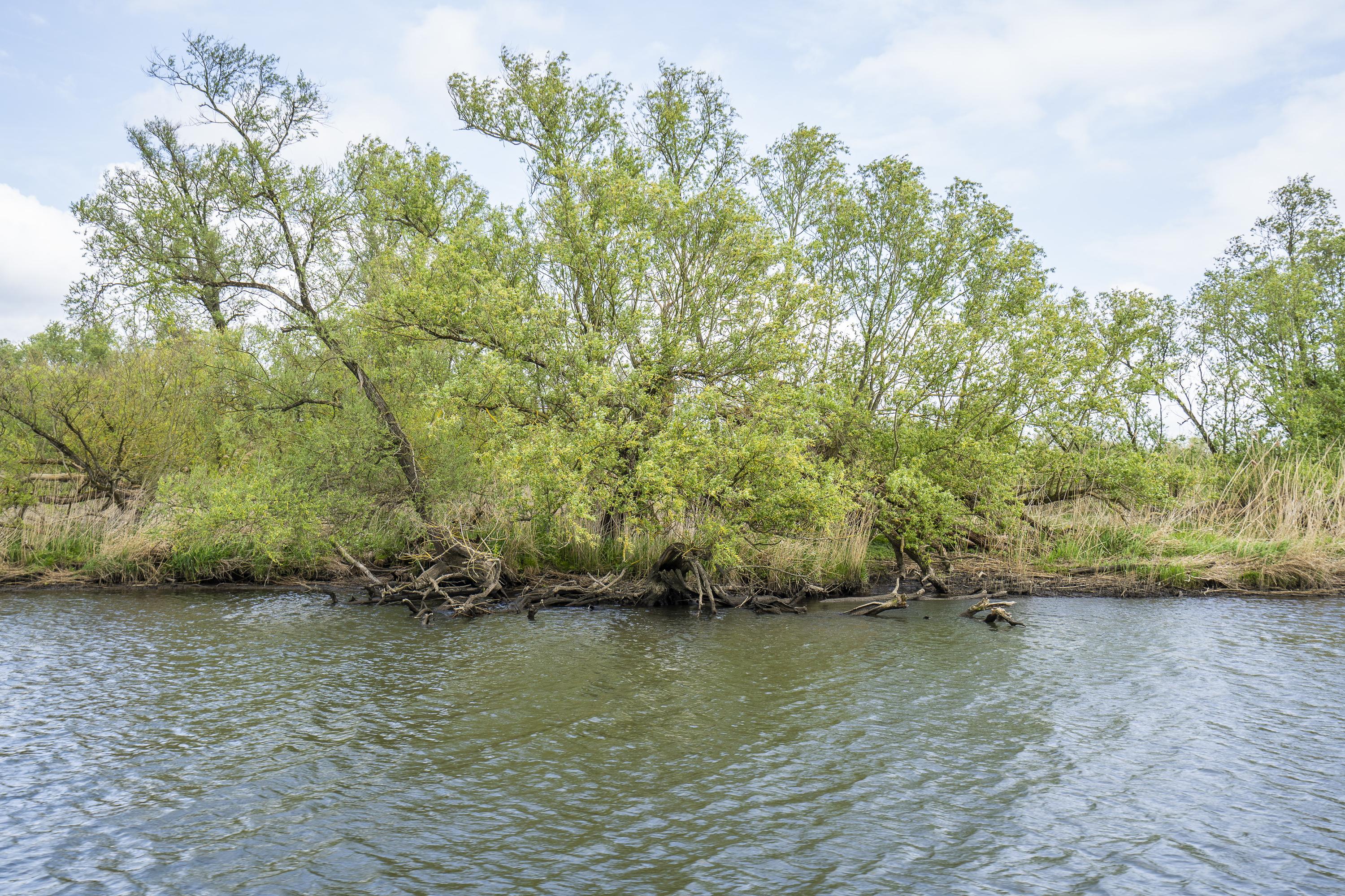 Biesbosch 32, afbeelding 42