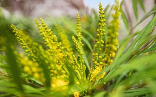 Hooftlaantje 106, HENDRIK-IDO-AMBACHT