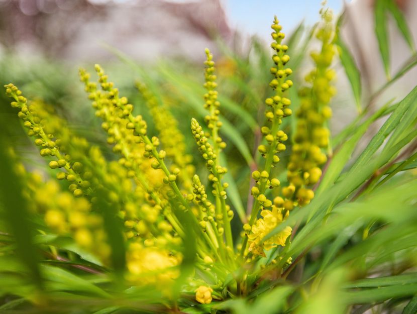 Hooftlaantje 106, HENDRIK-IDO-AMBACHT