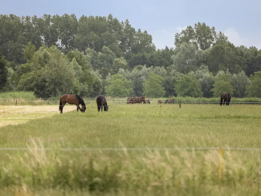 Kijfhoek 41, ZWIJNDRECHT