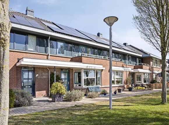 Boterbloem 3