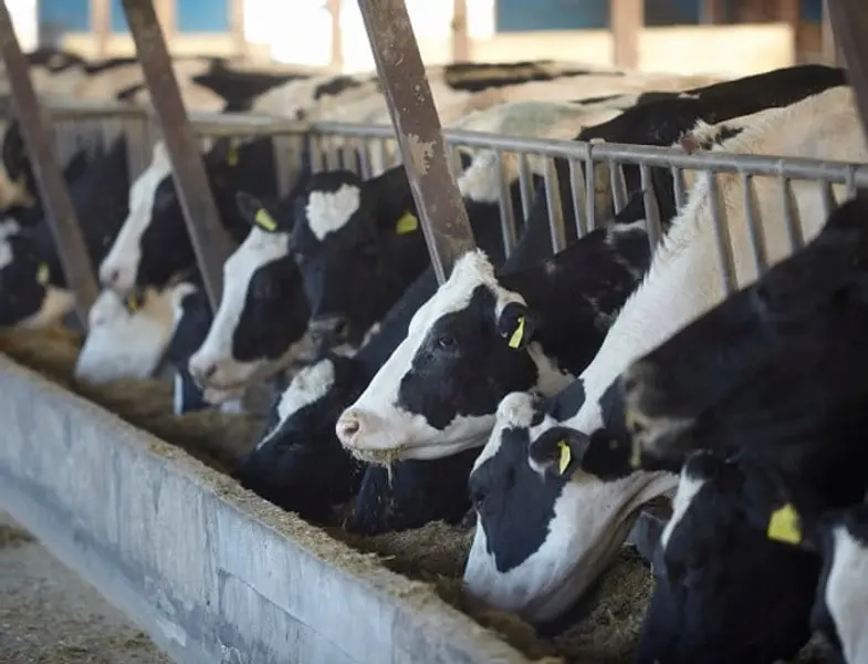 Kamerbrief over tweede openstelling Subsidieregeling beëindiging melkveehouderij