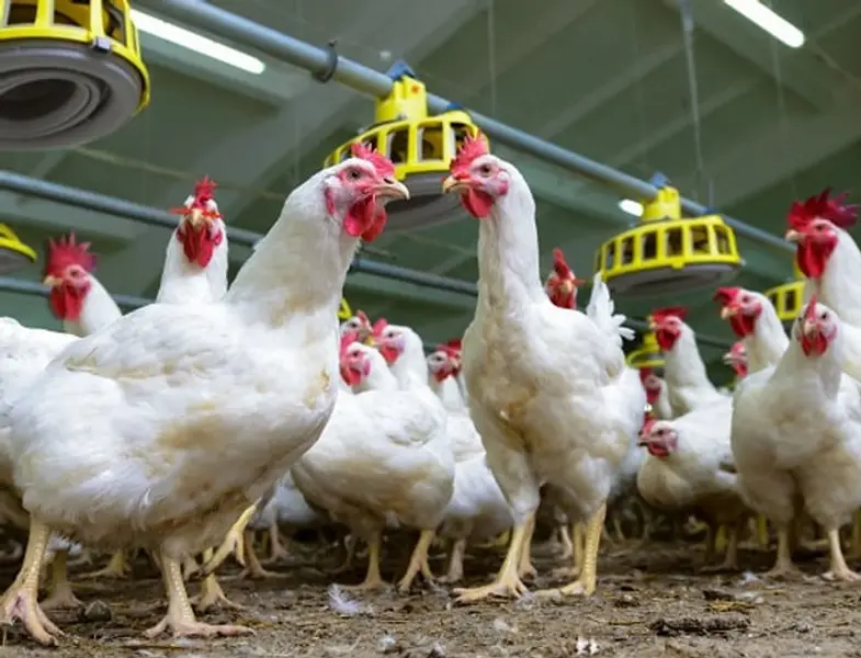 Pluimveesector moet uitstoot van fijnstof met helft reduceren