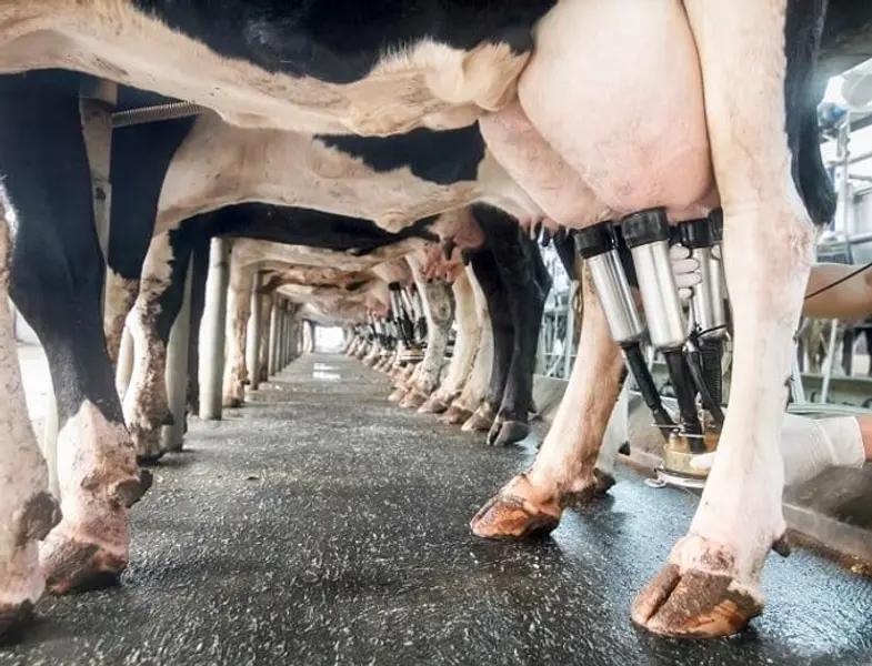 Duidelijkheid over fosfaatrechten voor melkveehouders