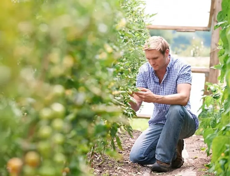 Kabinet wil €75 miljoen voor startende jonge boeren