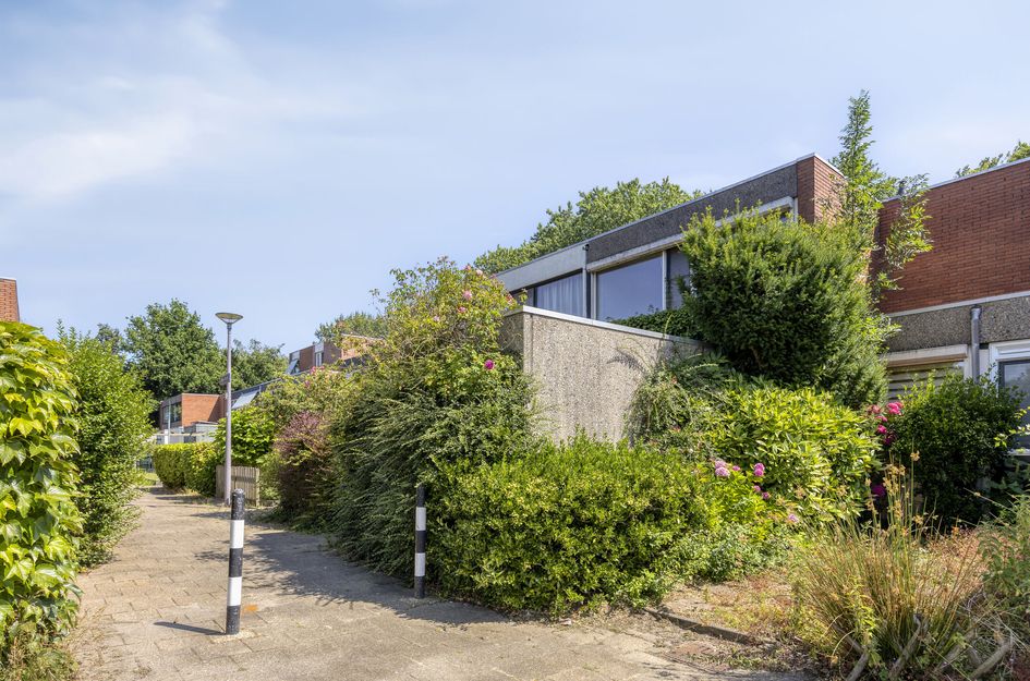 Zilverdistel 24