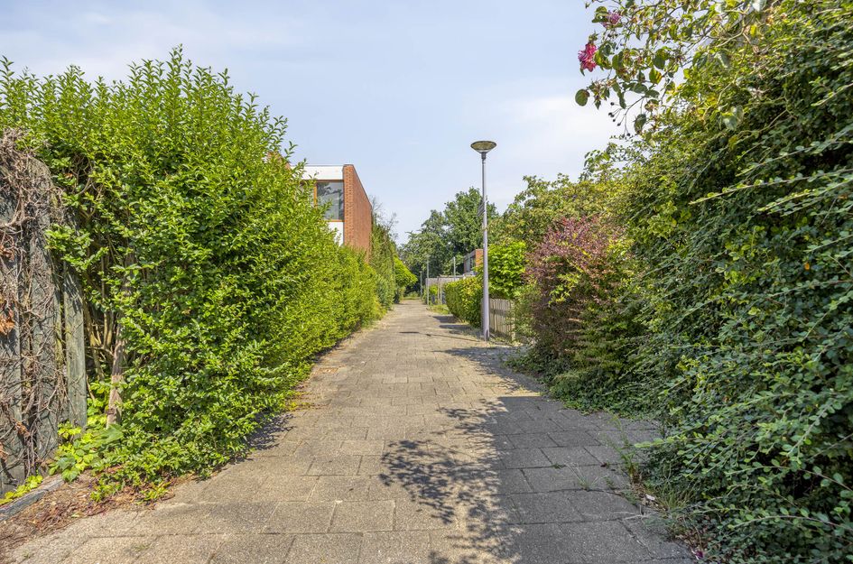 Zilverdistel 24