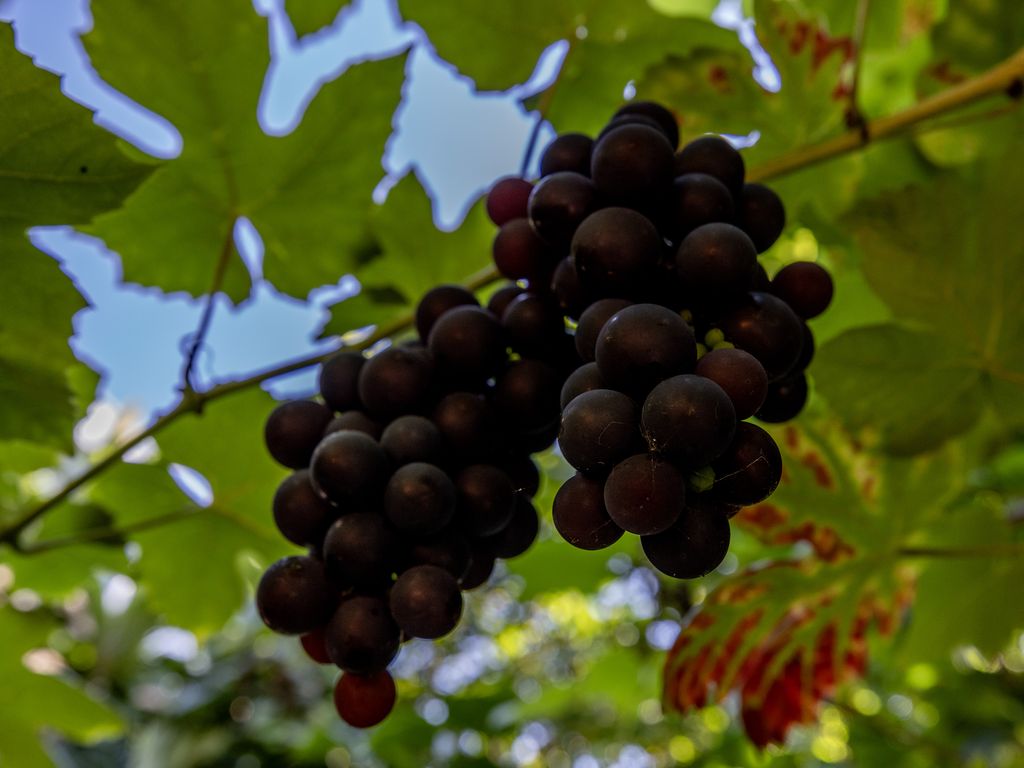 Saffierstraat 15, ROTTERDAM