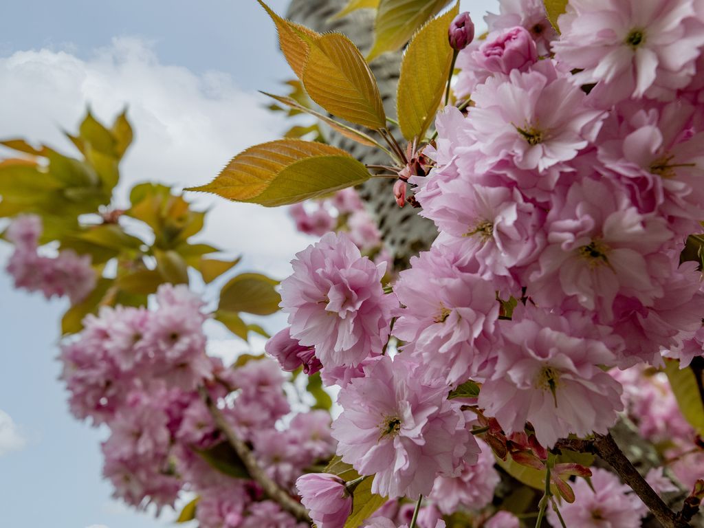 P C Boutenssingel 28, CAPELLE AAN DEN IJSSEL