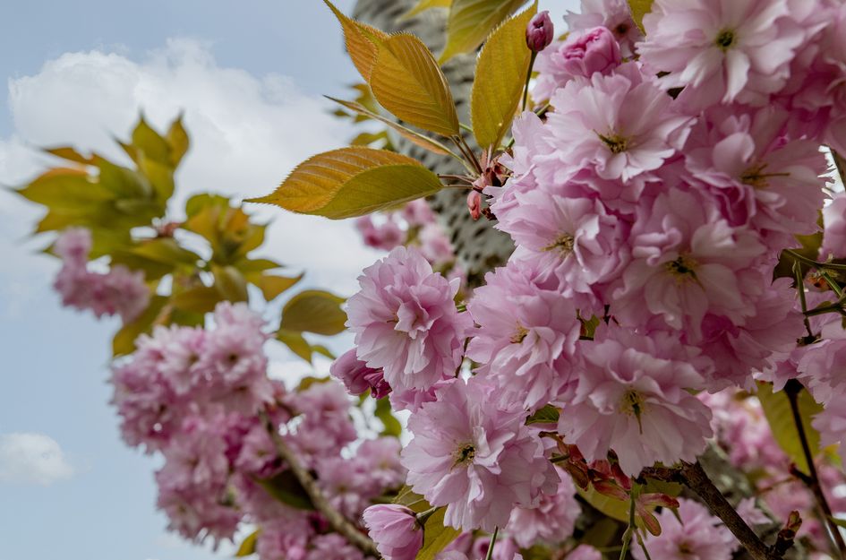 P C Boutenssingel 28