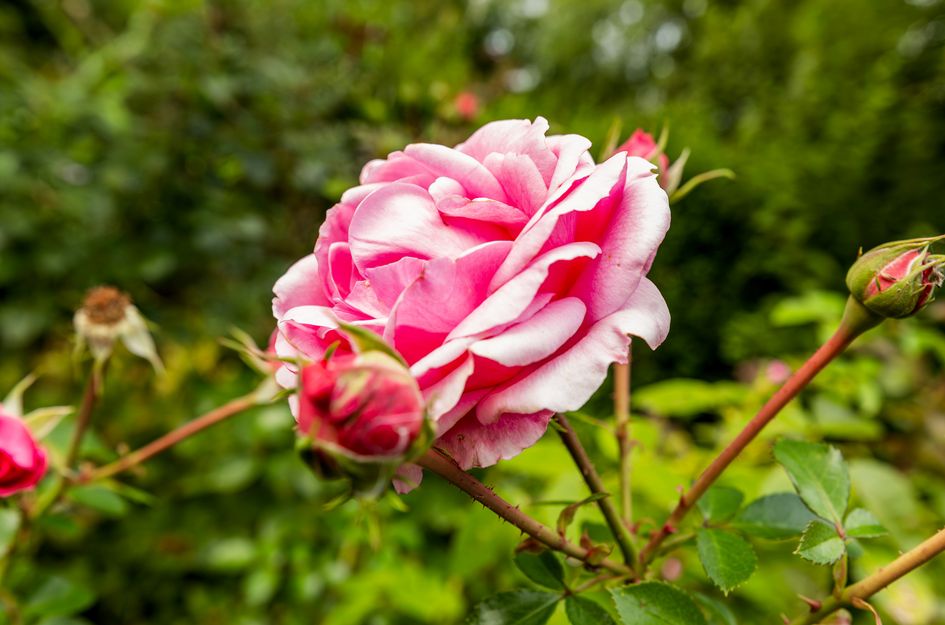 Emmalaan 71