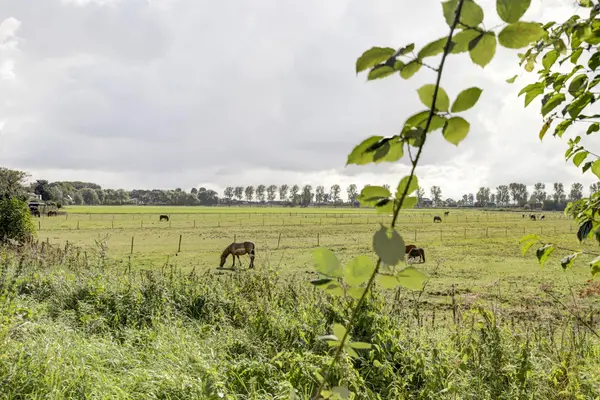 Oudendijk 118