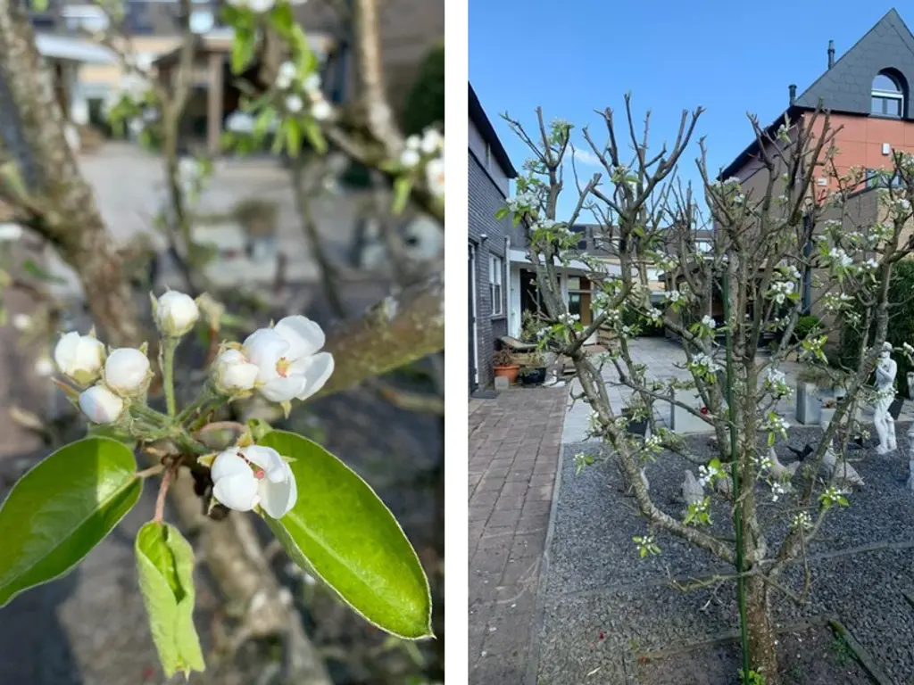 Zwanebloem 4, HENDRIK-IDO-AMBACHT
