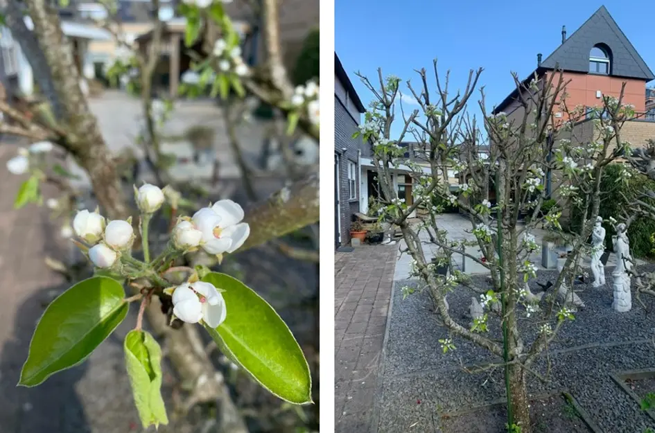 Zwanebloem 4