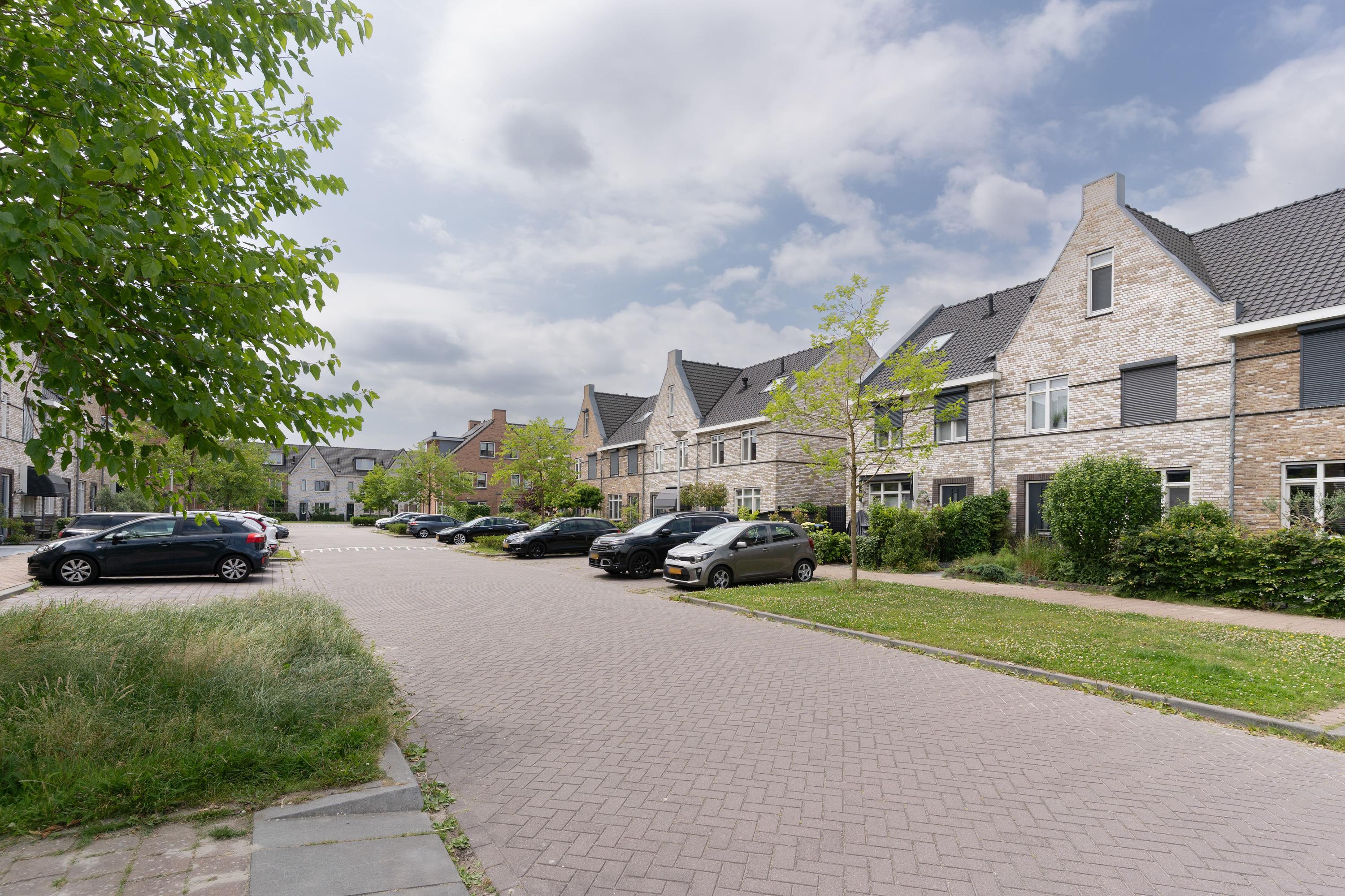 Aalscholver 31