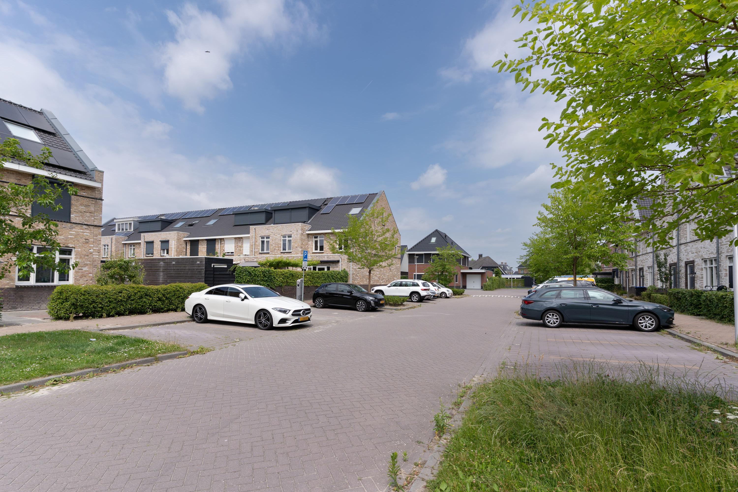 Aalscholver 31