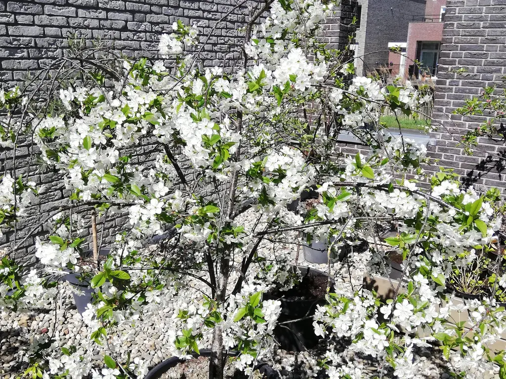 Veluwemeer 227, WOERDEN