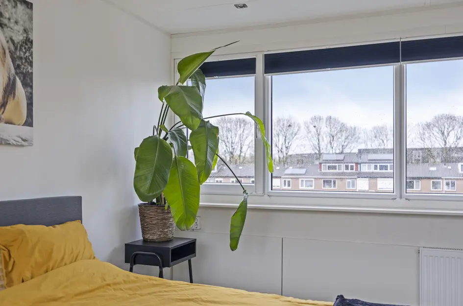 Nicolaas Maesstraat 25