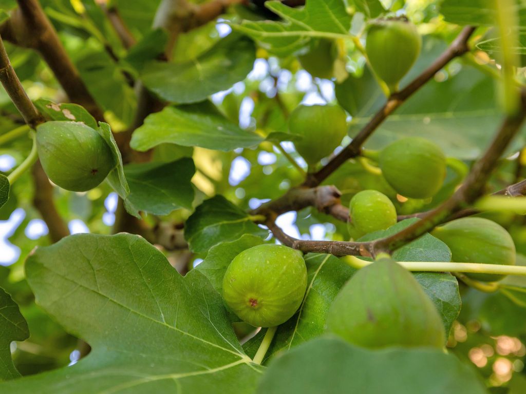 Burchtlaan 15, Oostvoorne