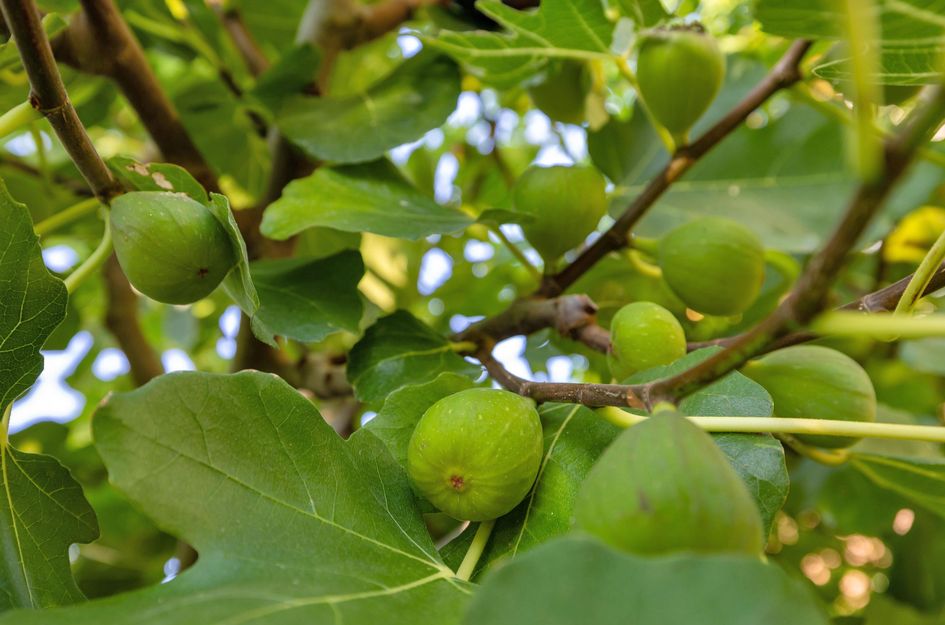Burchtlaan 15
