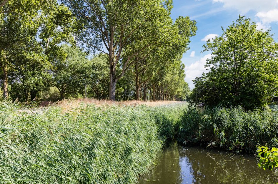 Vuurdoorn 1