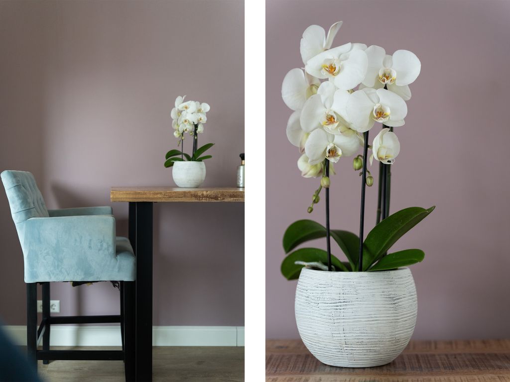 F. van der Poest Clementlaan 51, Poortugaal