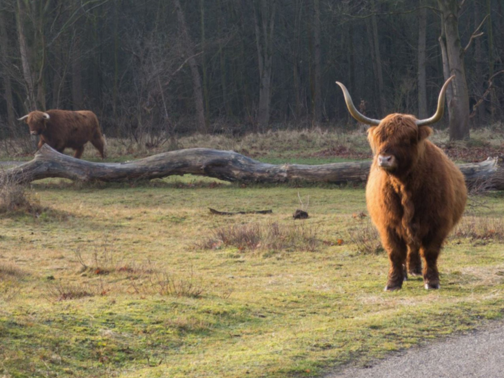 Kramersweg 7 (bwnr 36) , CASTRICUM