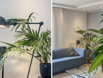 Palissander 195, DORDRECHT