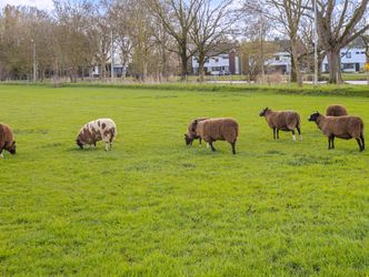 Esdoornlaan 17, DORDRECHT